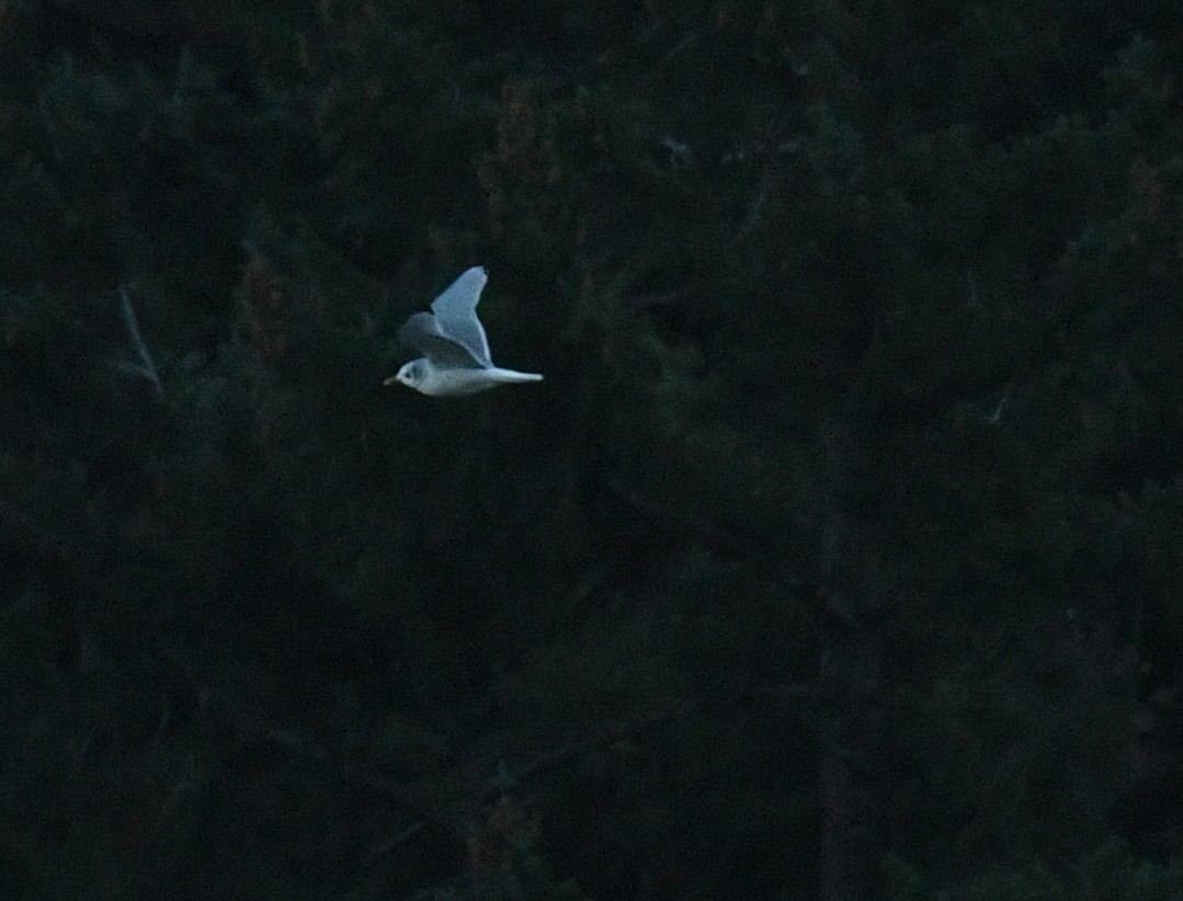 gull sp. - ML645647690