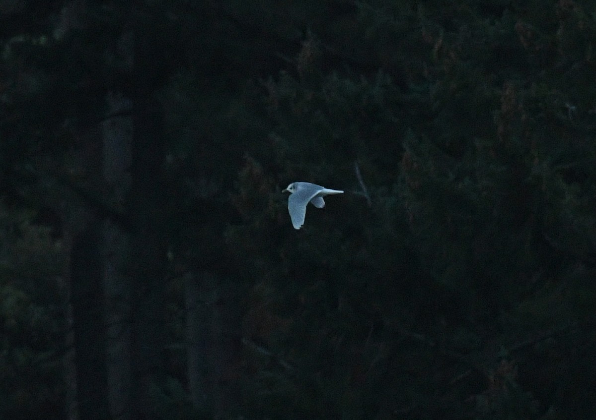 gull sp. - ML645647692