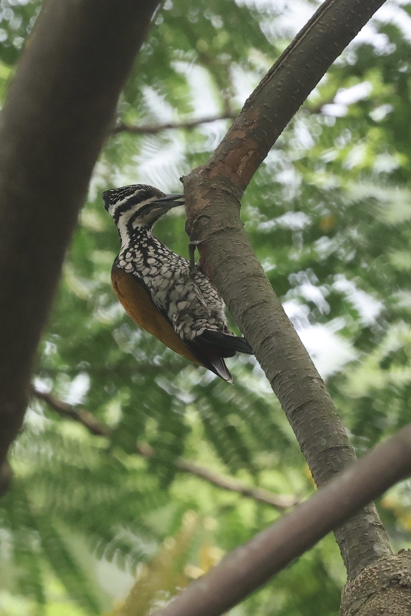 Common Flameback - ML645647694