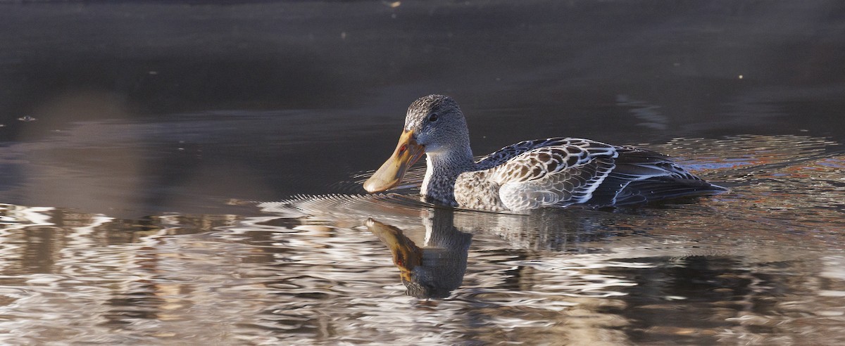 Northern Shoveler - ML645647700