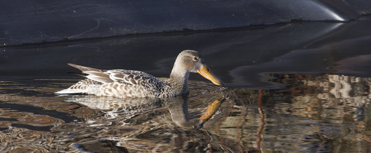 Northern Shoveler - ML645647702
