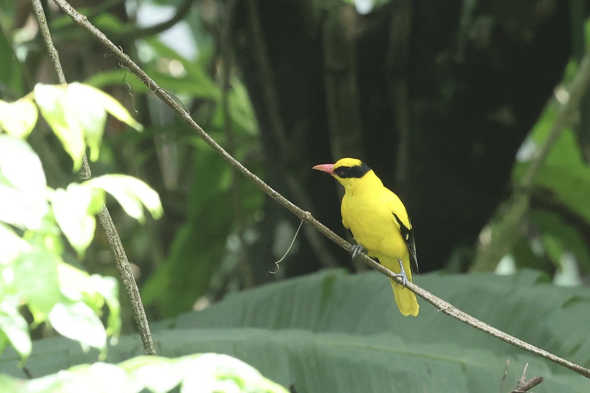 Black-naped Oriole - ML645647704