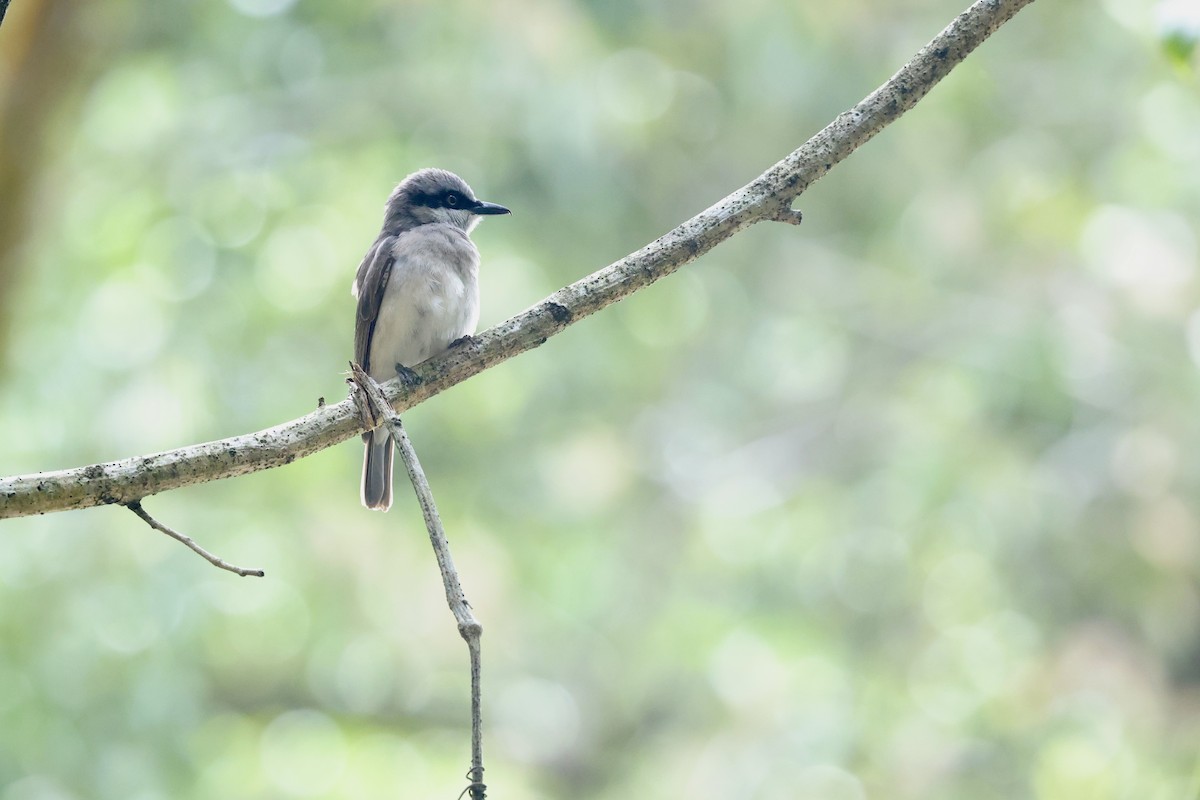 Large Woodshrike - ML645647705