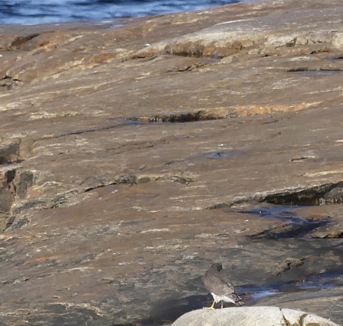 Sharp-shinned Hawk - ML645647712