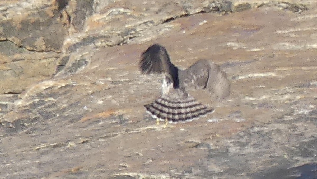 Sharp-shinned Hawk - ML645647713