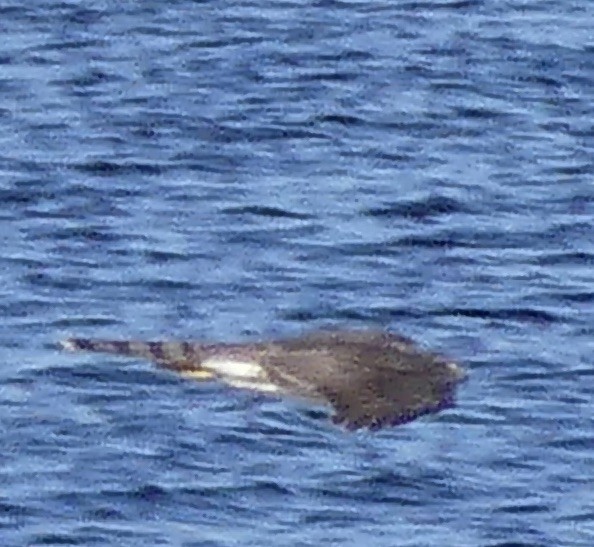 Sharp-shinned Hawk - ML645647714