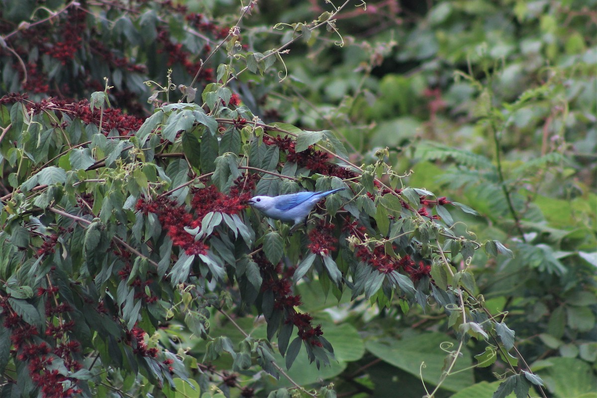 Blue-gray Tanager - ML645647715