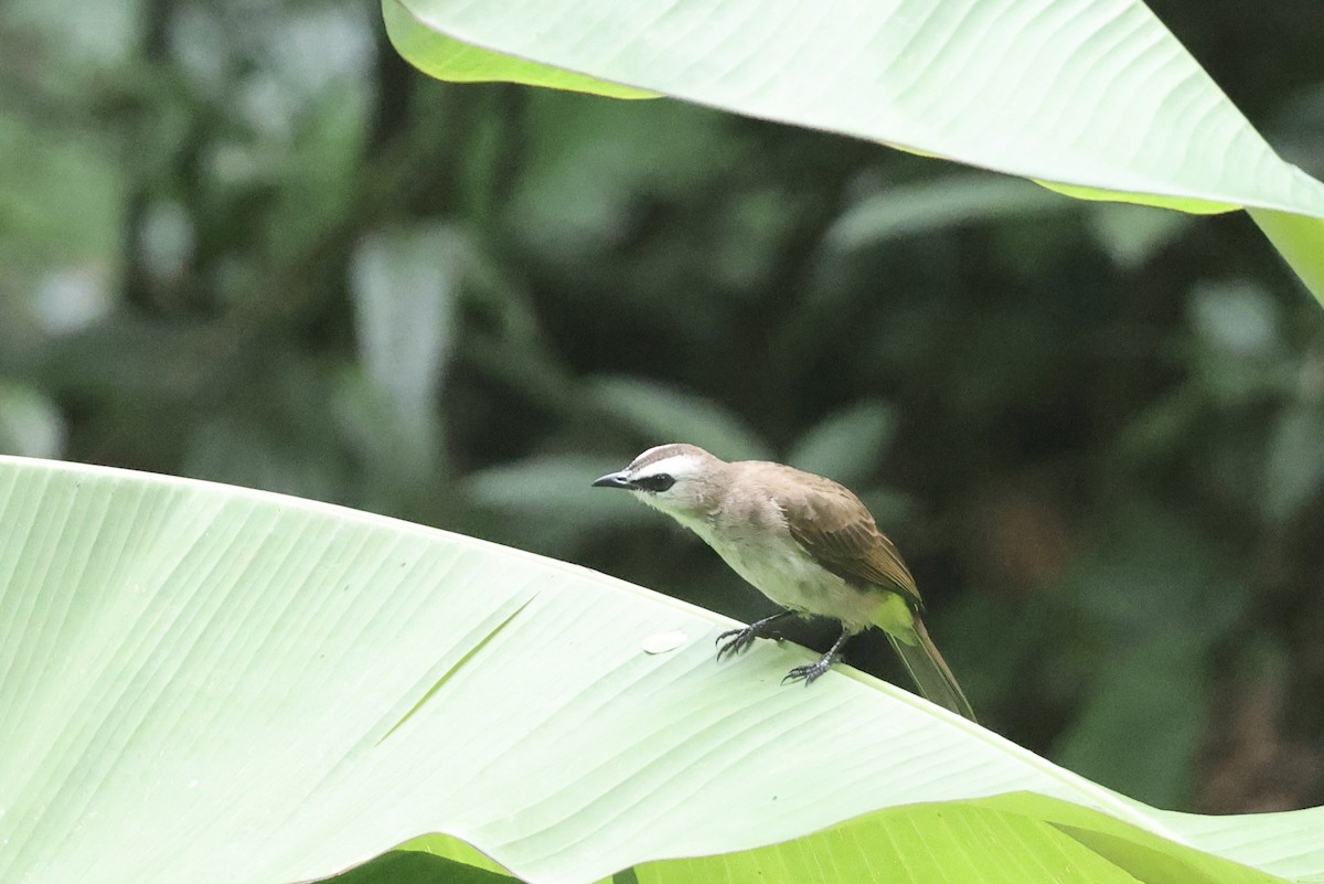 Yellow-vented Bulbul - ML645647717
