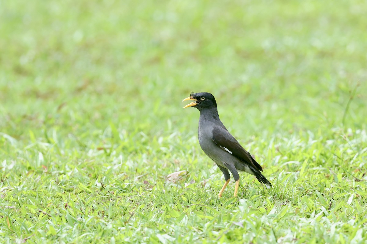 Javan Myna - ML645647724