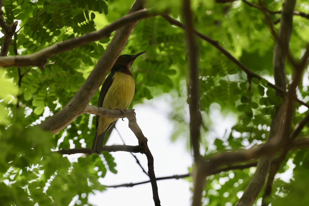 Brown-throated Sunbird - ML645647728