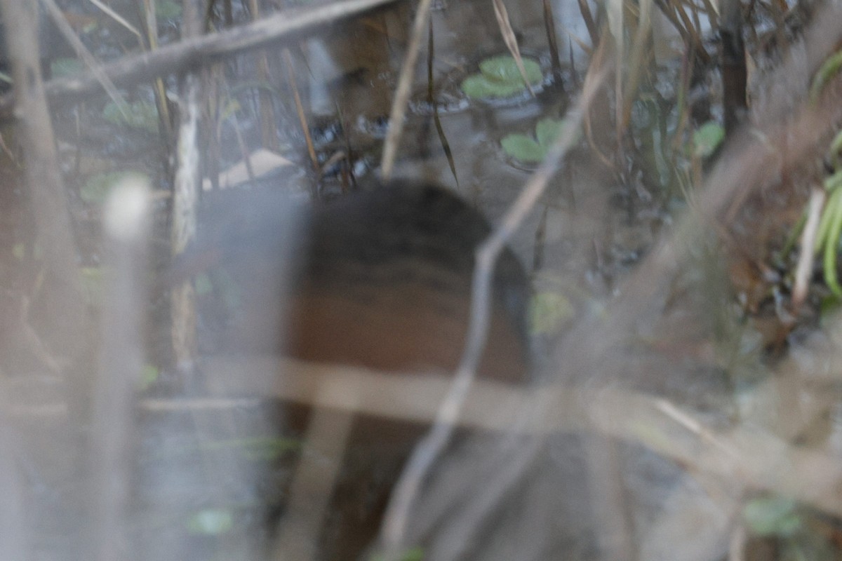 Virginia Rail - ML645647730