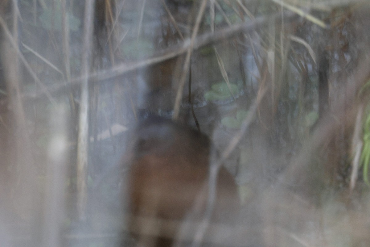 Virginia Rail - ML645647731