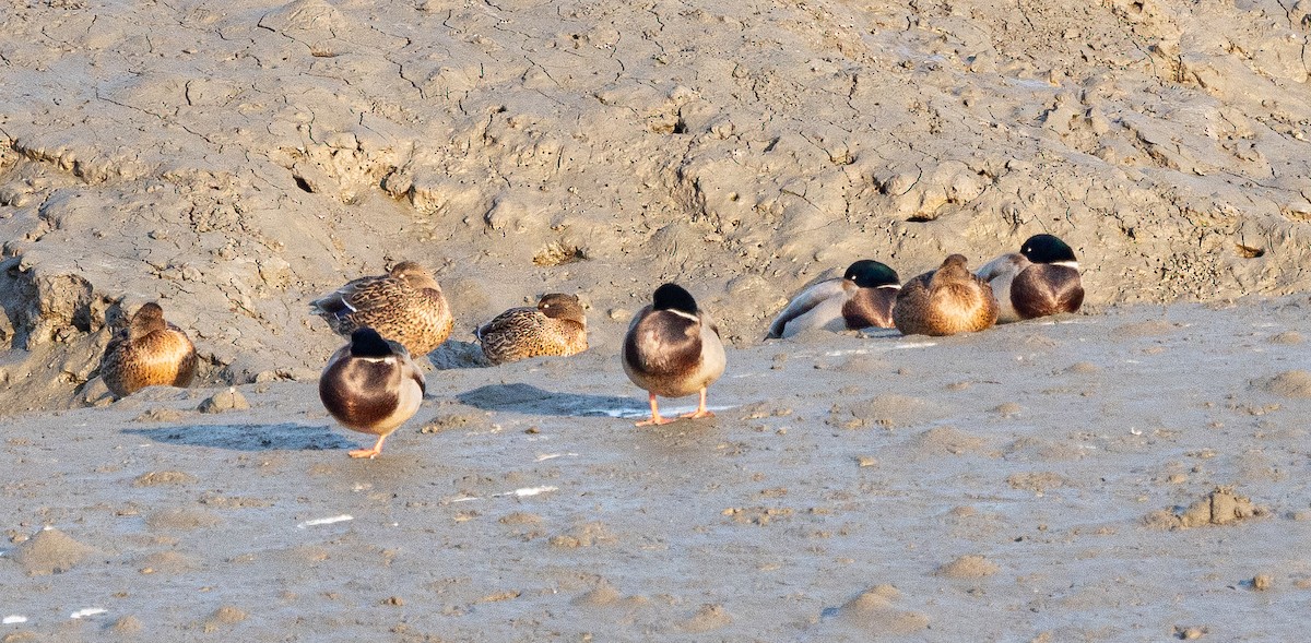 Mallard - ML645647733