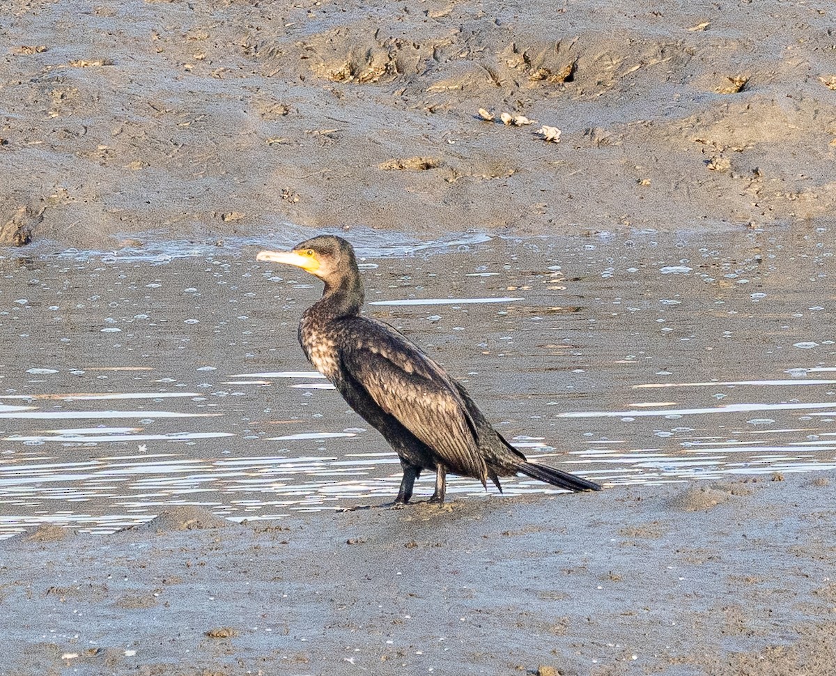 Great Cormorant - ML645647734