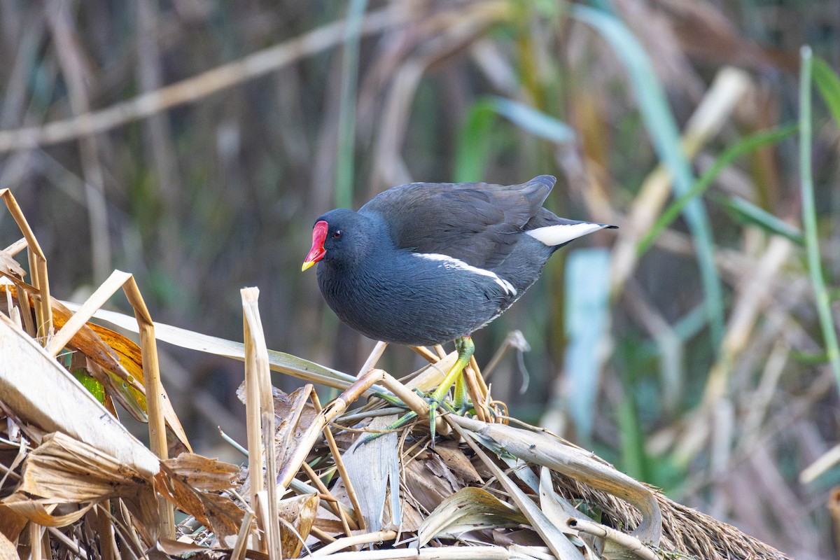 Eurasian Moorhen - ML645647736