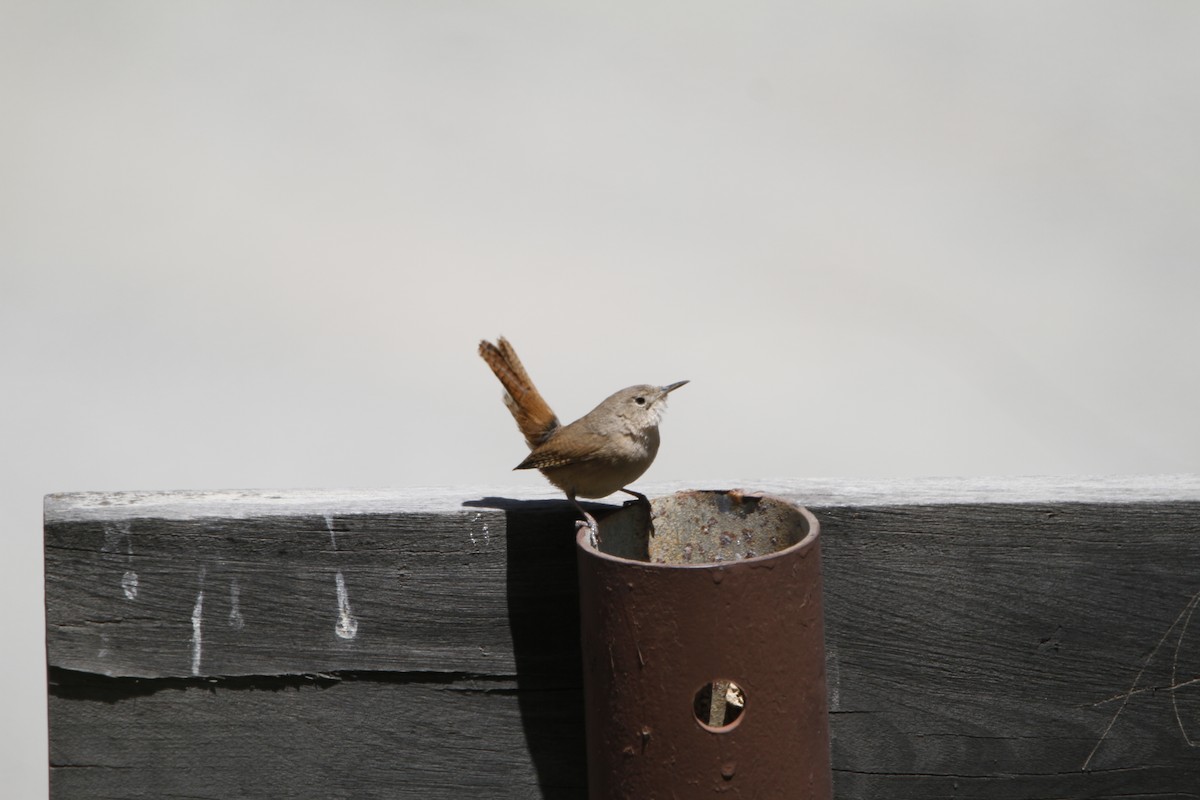 Southern House Wren - ML645647737