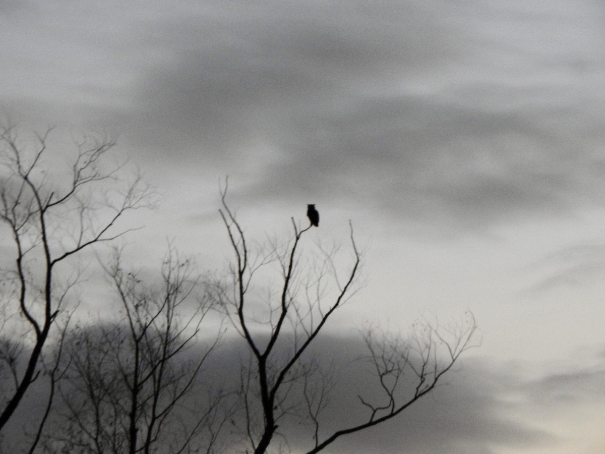 Great Horned Owl - ML645647738