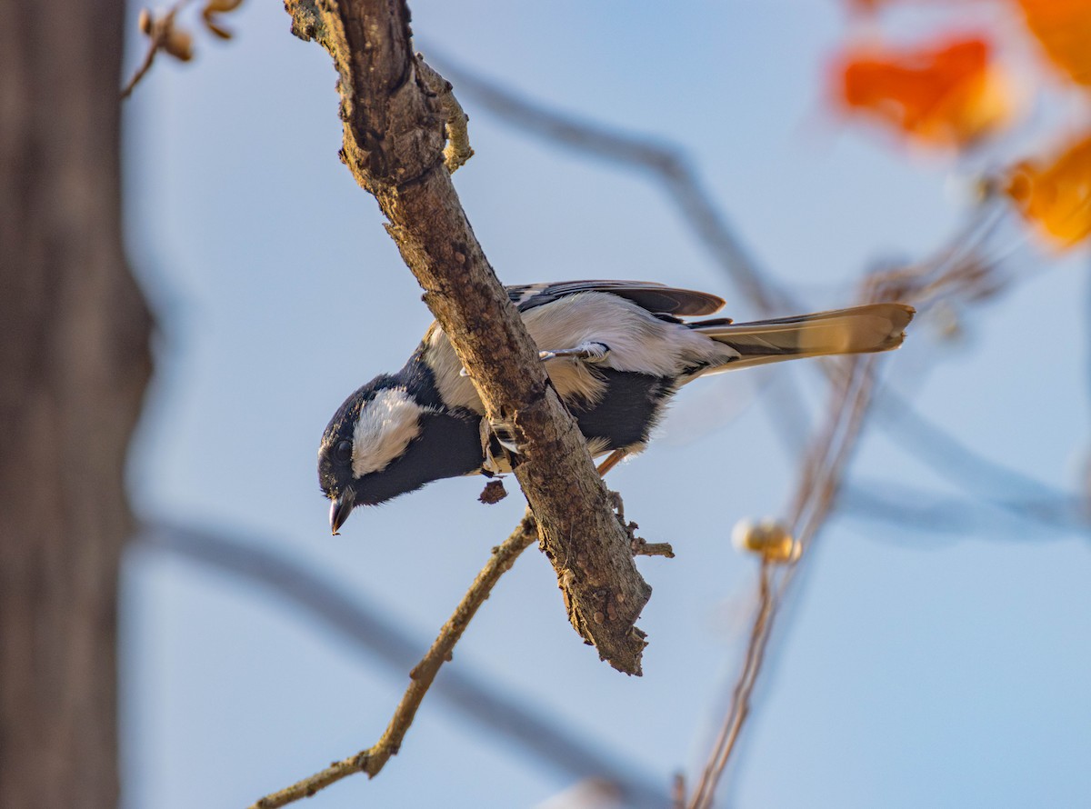 Asian Tit - ML645647739
