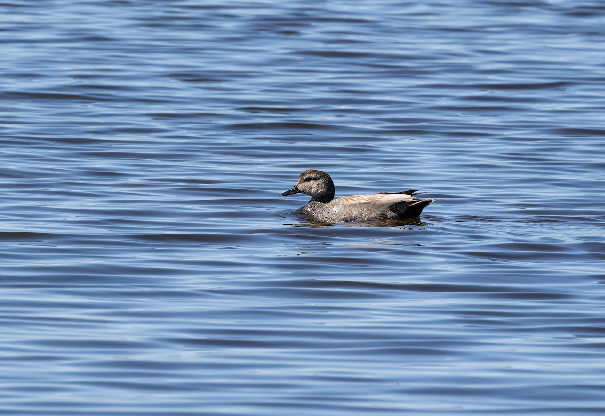 Gadwall - ML645647740