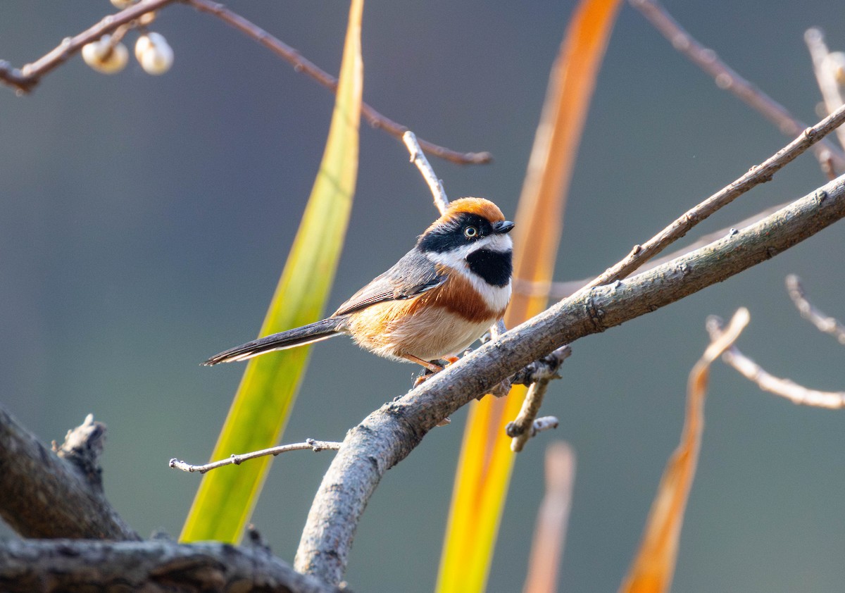 Black-throated Tit - ML645647741