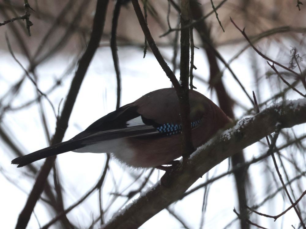 Eurasian Jay - ML645647742