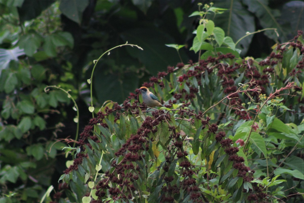 Burnished-buff Tanager - ML645647743