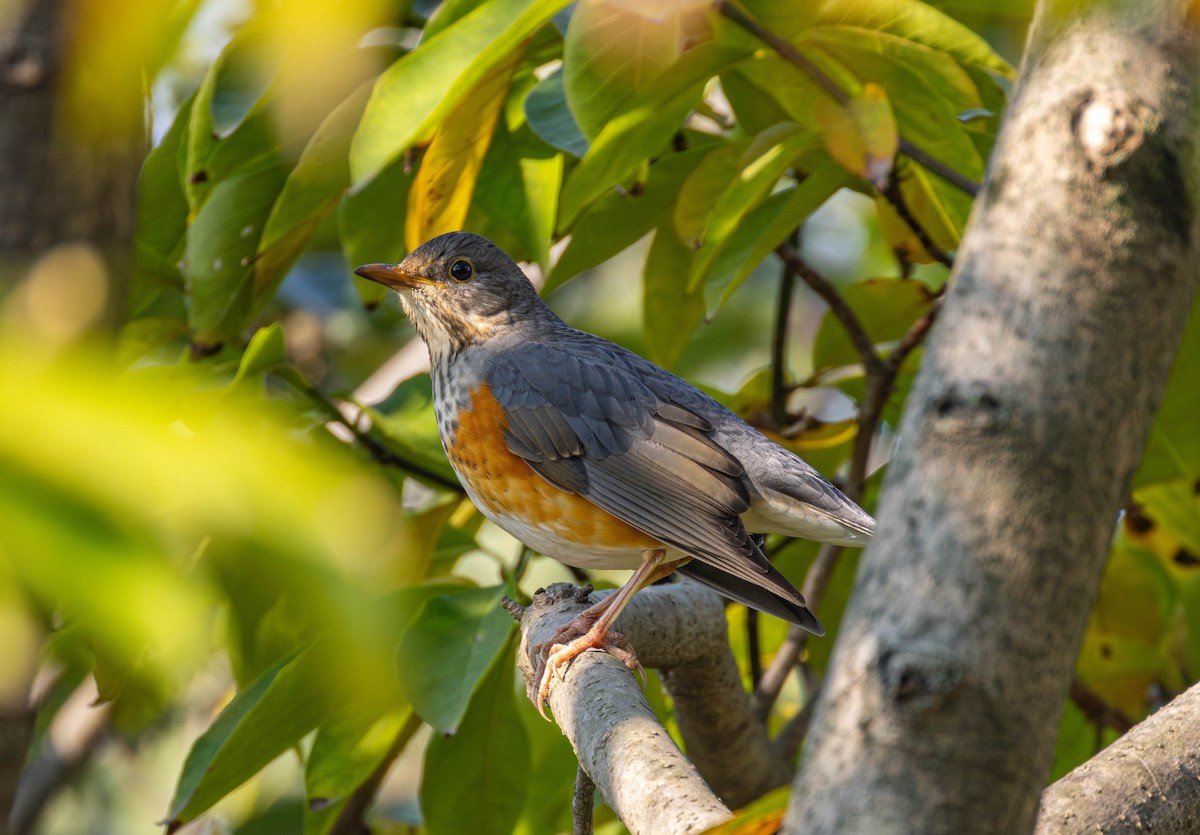 Gray-backed Thrush - ML645647744