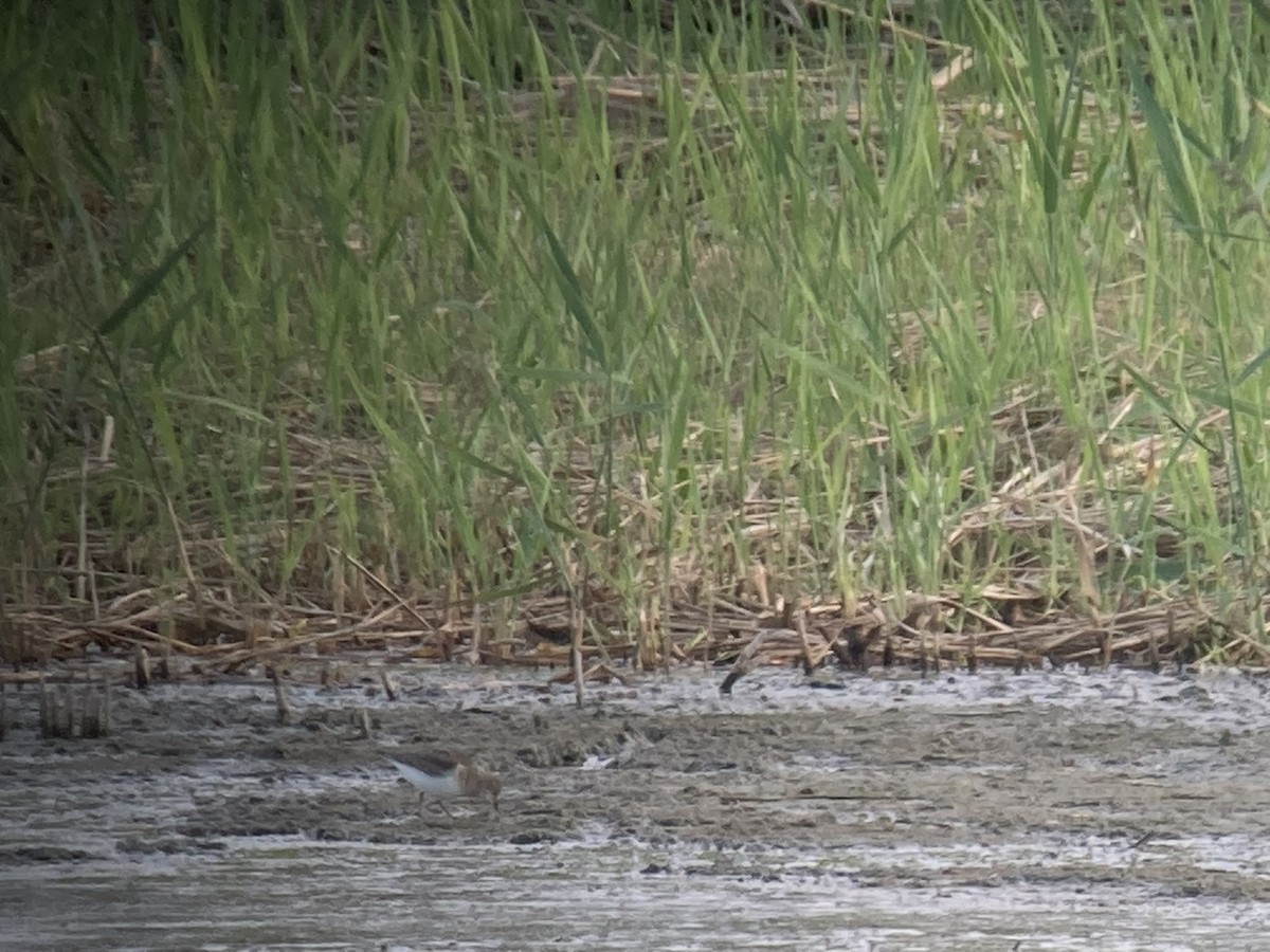 Temminck's Stint - ML645647745