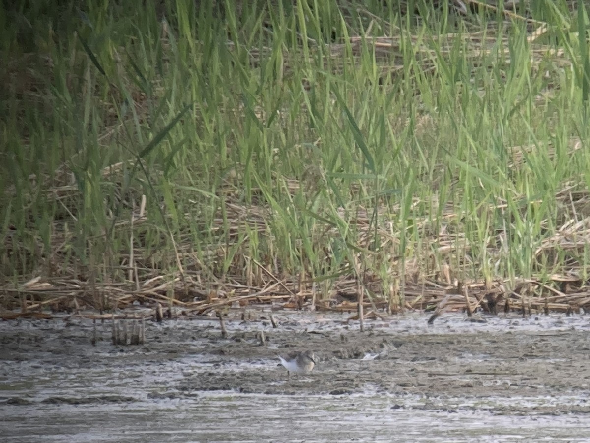 Temminck's Stint - ML645647746