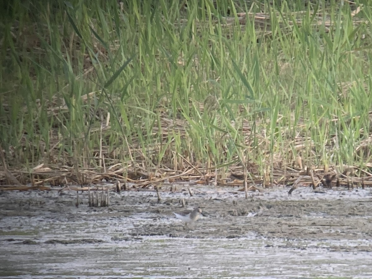 Temminck's Stint - ML645647747