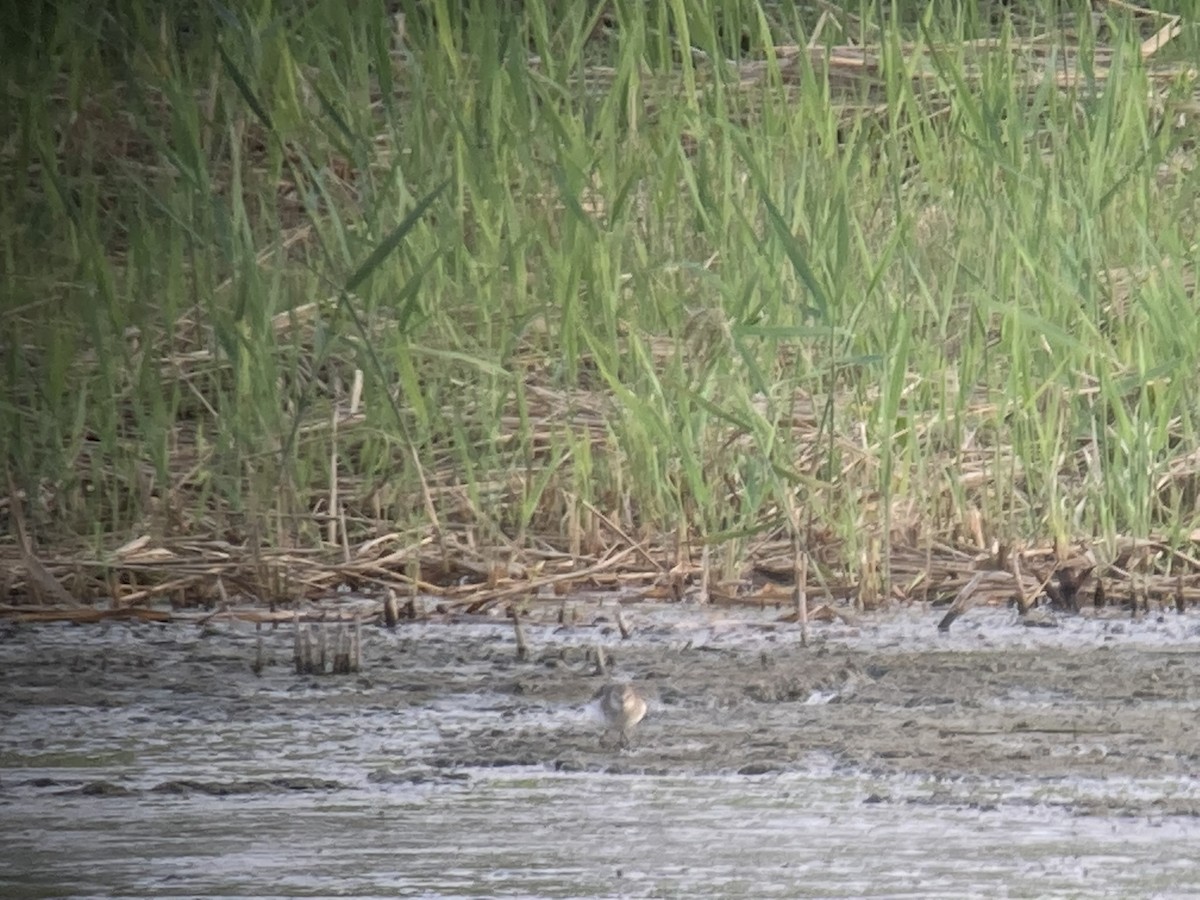 Temminck's Stint - ML645647748