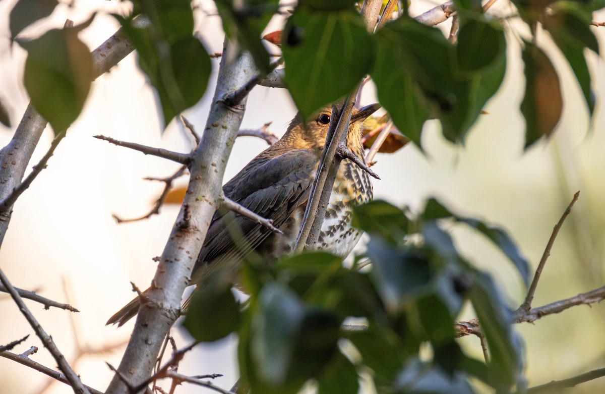 Japanese Thrush - ML645647750
