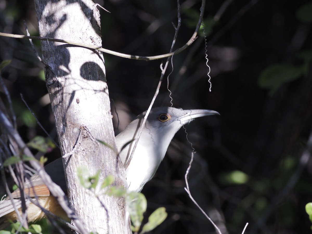 Great Lizard-Cuckoo - ML645647751
