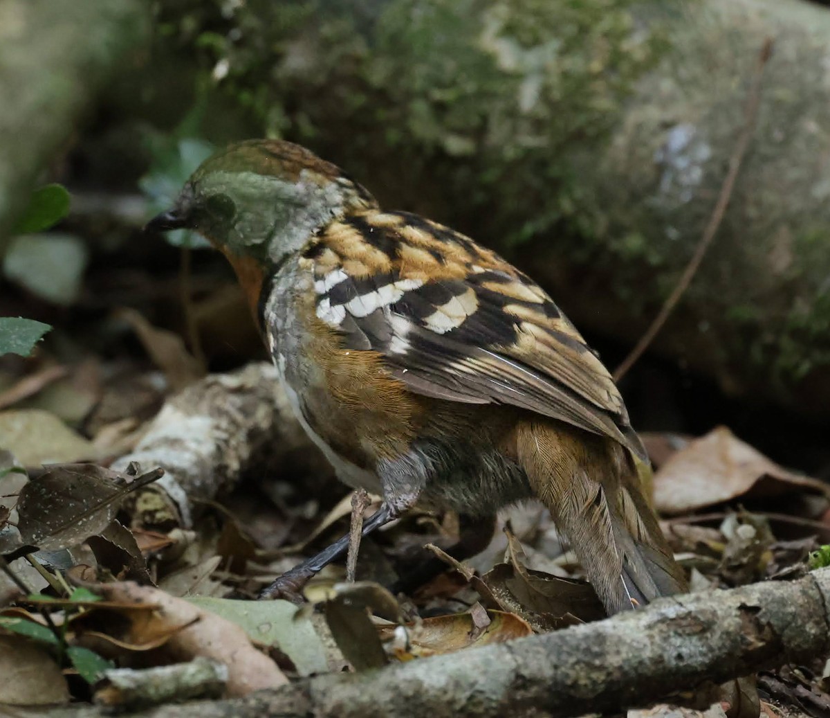 Australian Logrunner - ML645647752