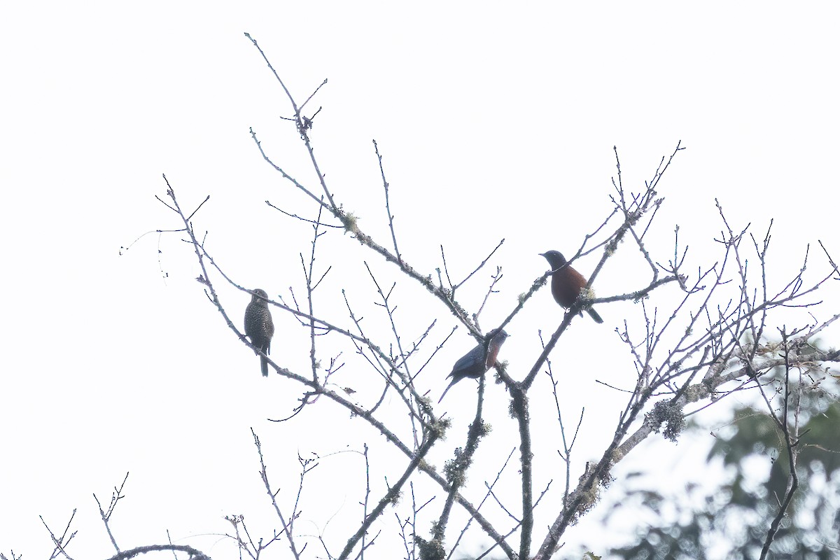 Chestnut-bellied Rock-Thrush - ML645647753