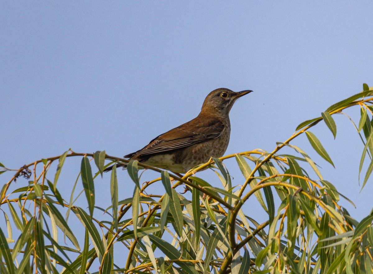 Pale Thrush - ML645647754