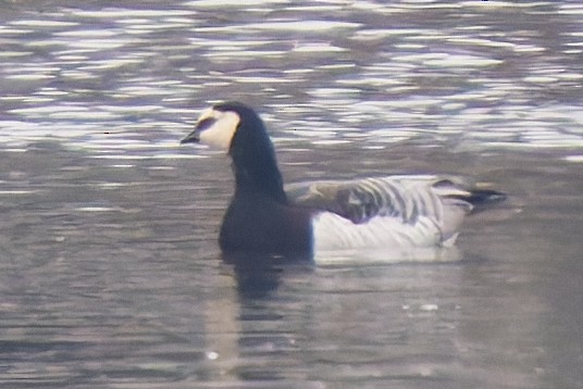 Barnacle Goose - ML645647756