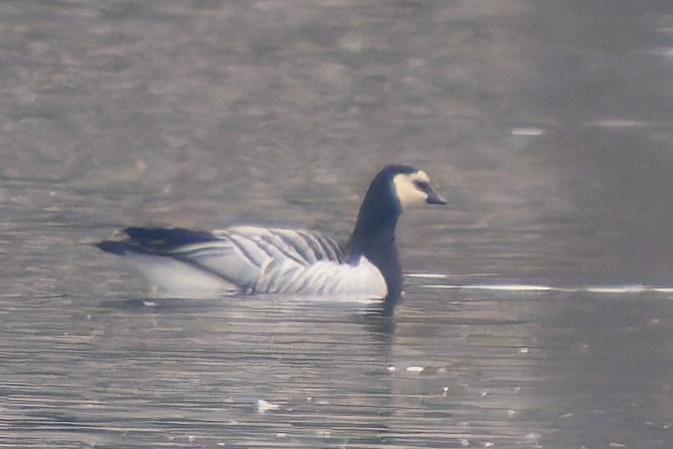 Barnacle Goose - ML645647757