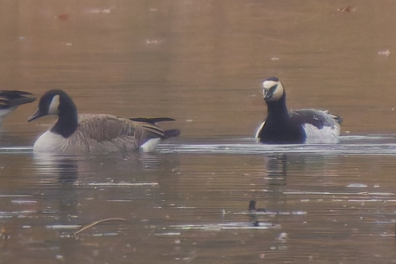 Barnacle Goose - ML645647758