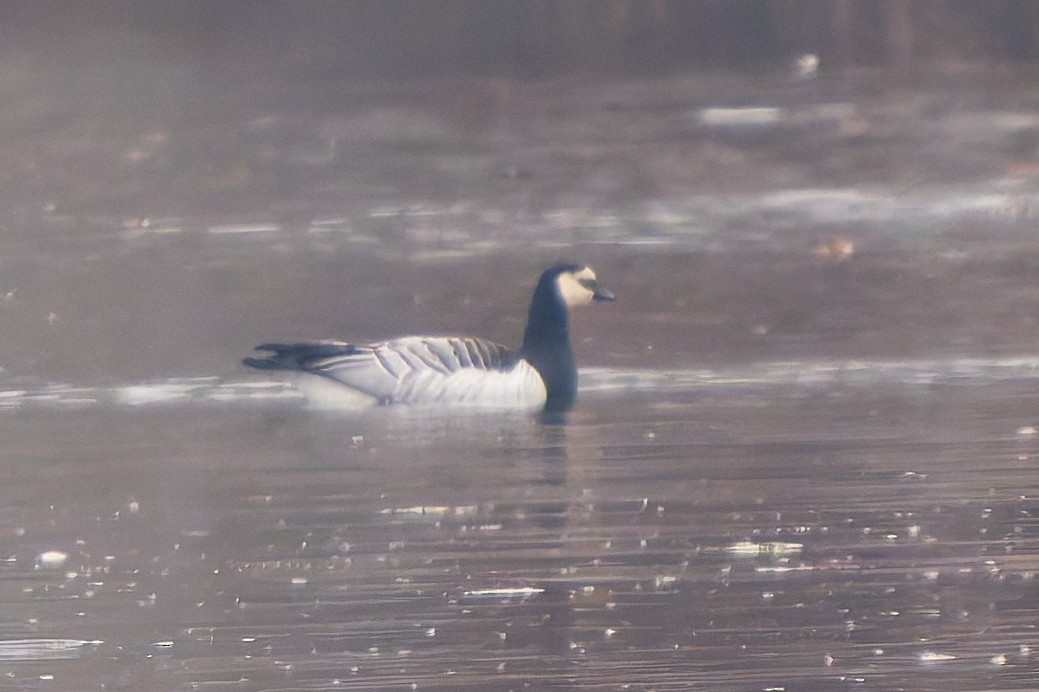 Barnacle Goose - ML645647759