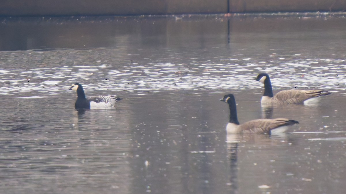 Barnacle Goose - ML645647760