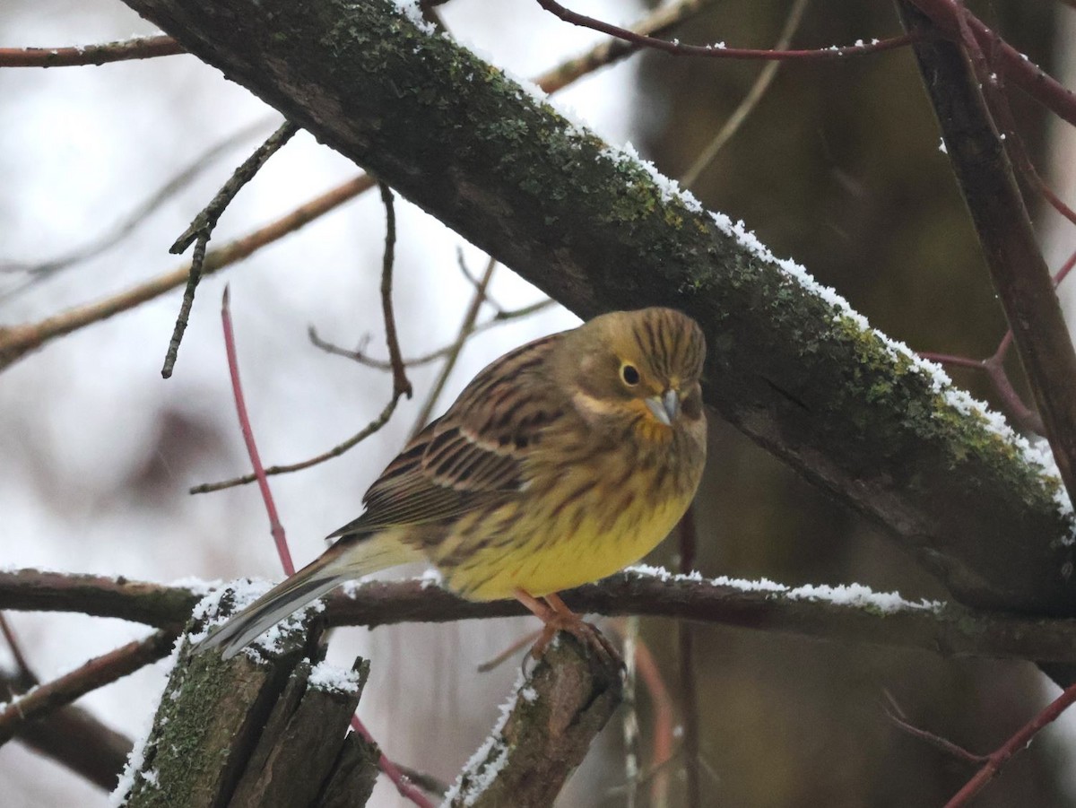 Yellowhammer - ML645647761