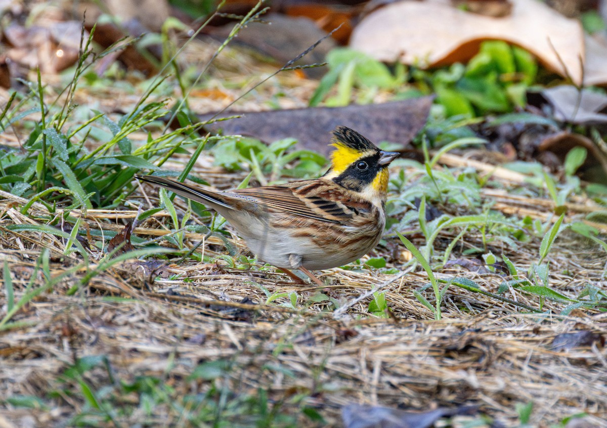 Yellow-throated Bunting - ML645647762