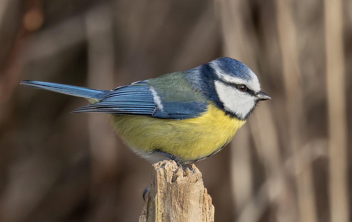 Eurasian Blue Tit - ML645647763