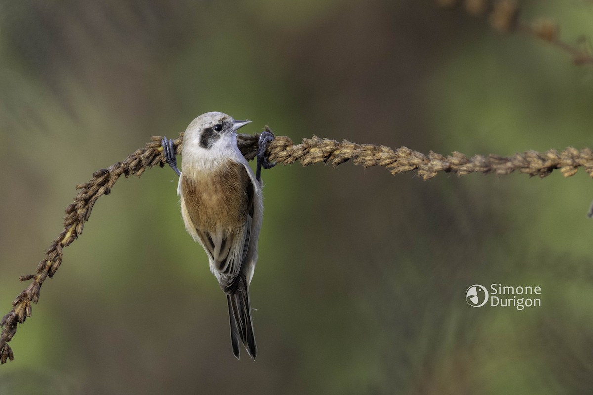 Eurasian Penduline-Tit - ML645647764