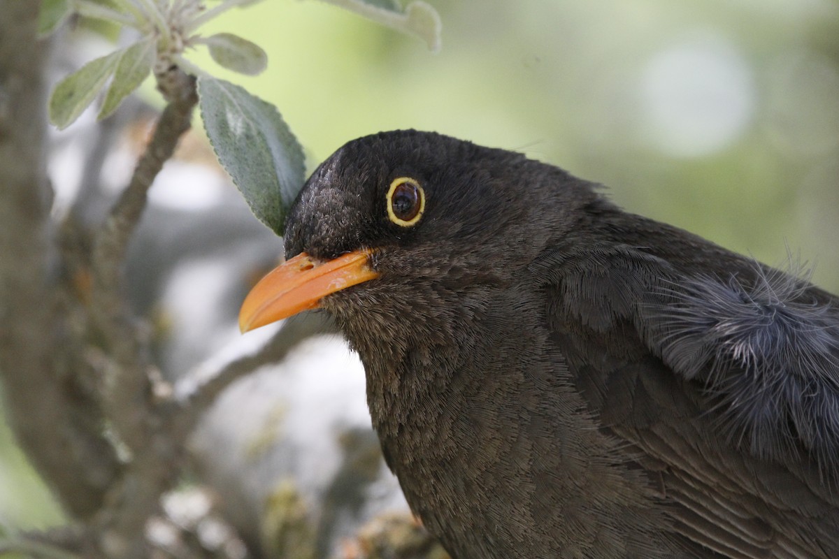 Chiguanco Thrush - ML645647765