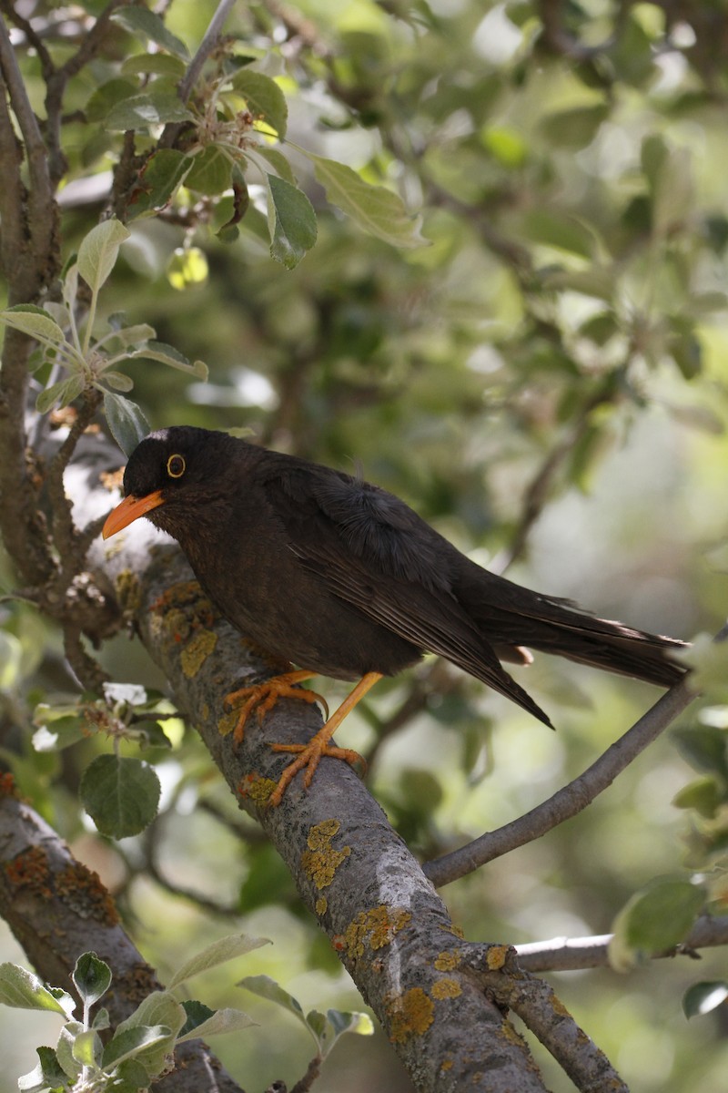 Chiguanco Thrush - ML645647766