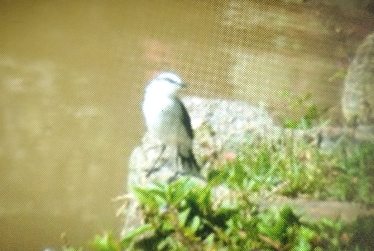 Masked Water-Tyrant - ML645647767