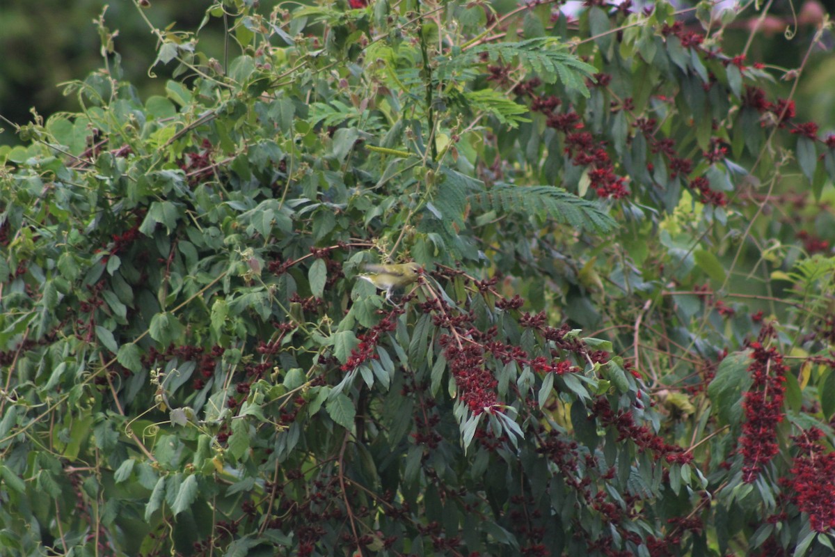 Tennessee Warbler - ML645647771