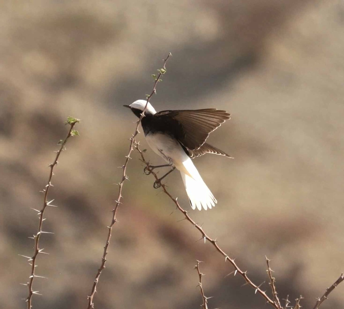 סלעית נזירה - ML645647774
